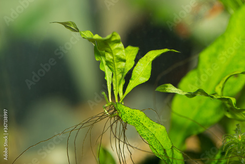 A Java Fern plantlet growing on the mother plant in an aquarium. This is a popular aquarium plant and quickly reproduces itself in the plantlets.