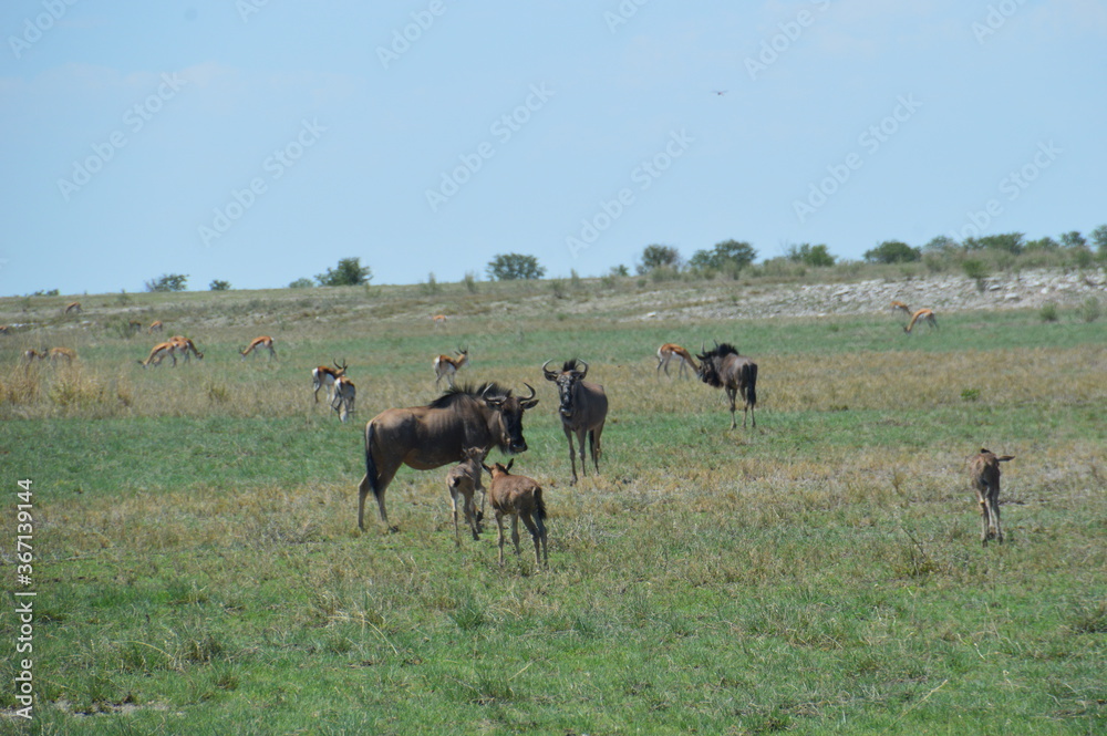 A group of Wildebeest with their calves playing in Etosha National Park, Namibia