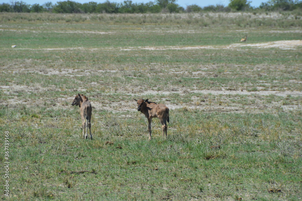 A group of Wildebeest with their calves playing in Etosha National Park, Namibia