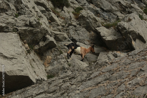 goat on a rock / cabra en una roca