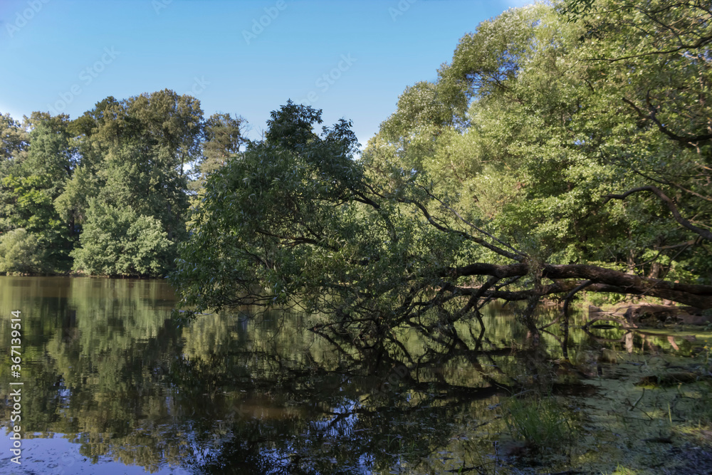 Landscape with a beautiful tree growing on the river Bank Landscape with a beautiful tree growing on the river Bank