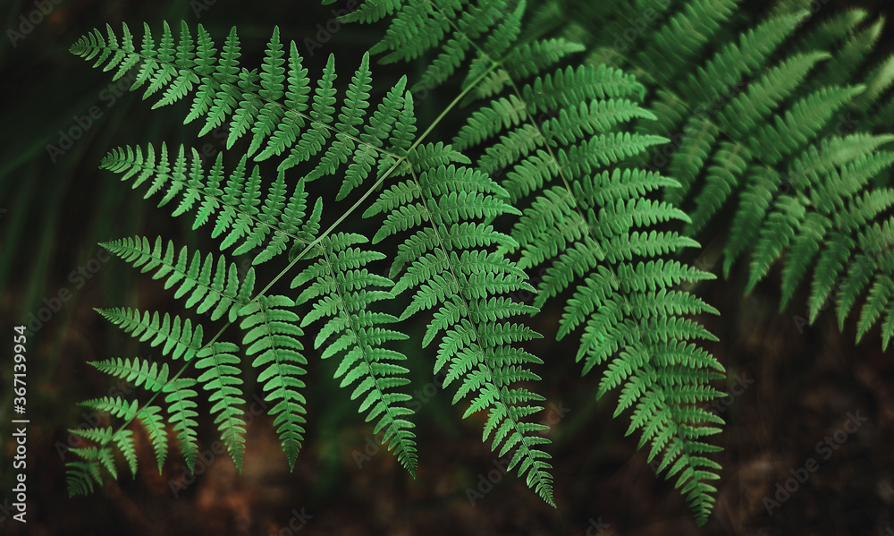 Dark green fern leaves background
