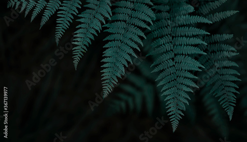Emerald green fern leaves background