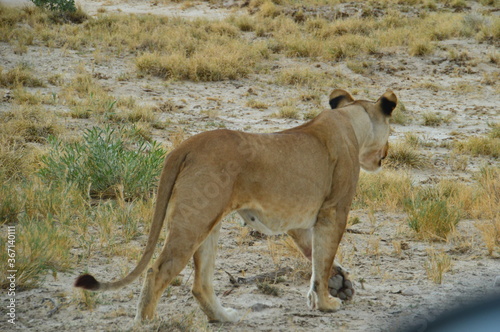 Foto African lions hunting for zebras and ostriches in Etosha National Park, Namibia