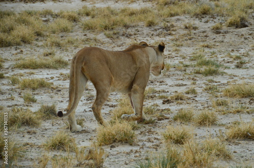 African lions hunting for zebras and ostriches in Etosha National Park, Namibia