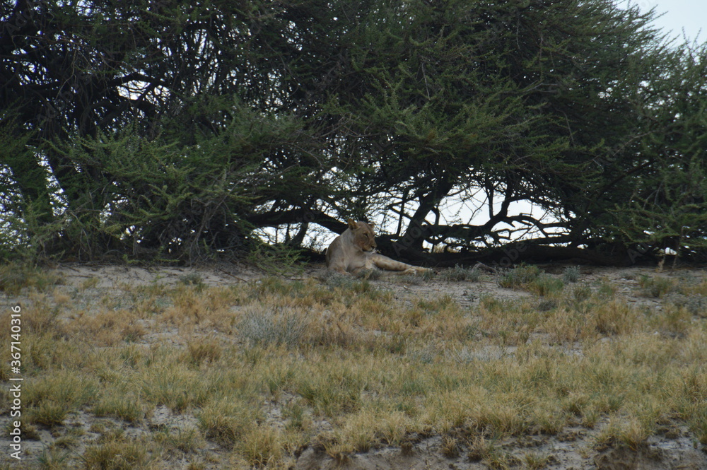 African lions hunting for zebras and ostriches in Etosha National Park, Namibia African lions hunting for zebras and ostriches in Etosha National Park, Namibia
