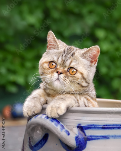Quadro su tela Exotic Shorthair cat kitten, a short-haired Persian breed, sitting in a stonewar