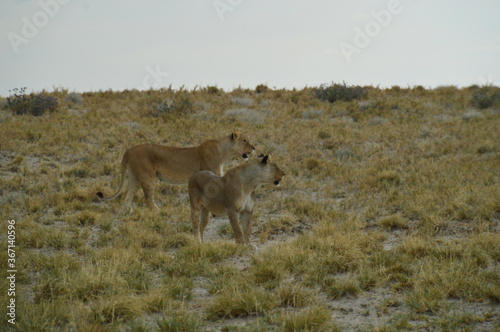 African lions hunting for zebras and ostriches in Etosha National Park  Namibia