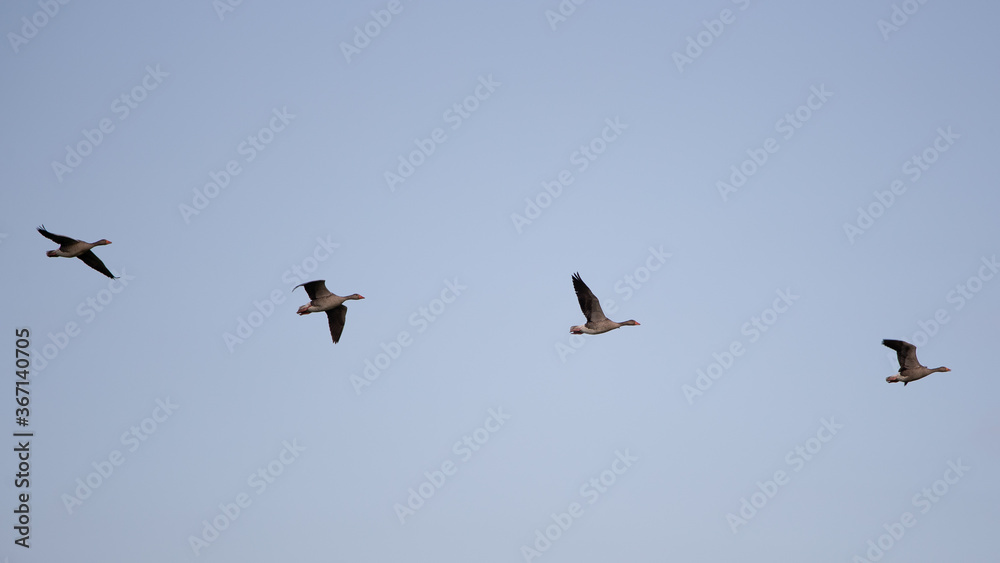 Graugänse (Anser anser) am Himmel, Niederlande, Europa Graugänse (Anser anser) am Himmel, Niederlande, Europa