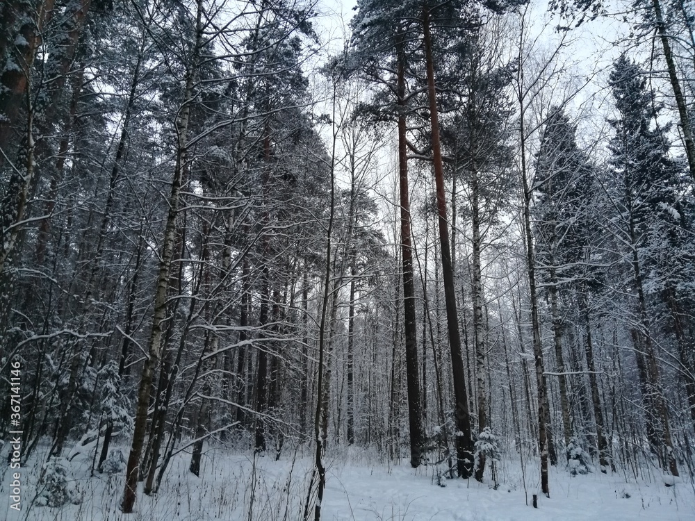 forest in winter