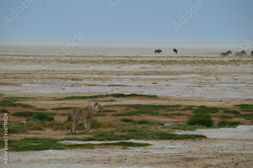 African lions hunting for zebras and ostriches in Etosha National Park, Namibia photo