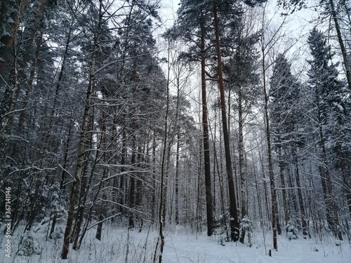 forest in winter