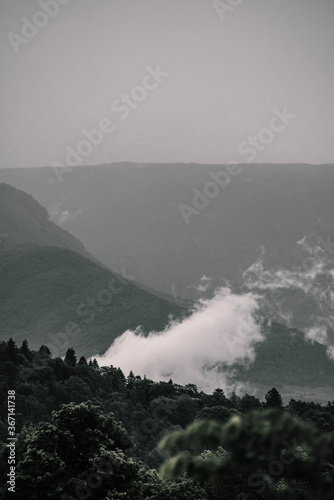 the fog