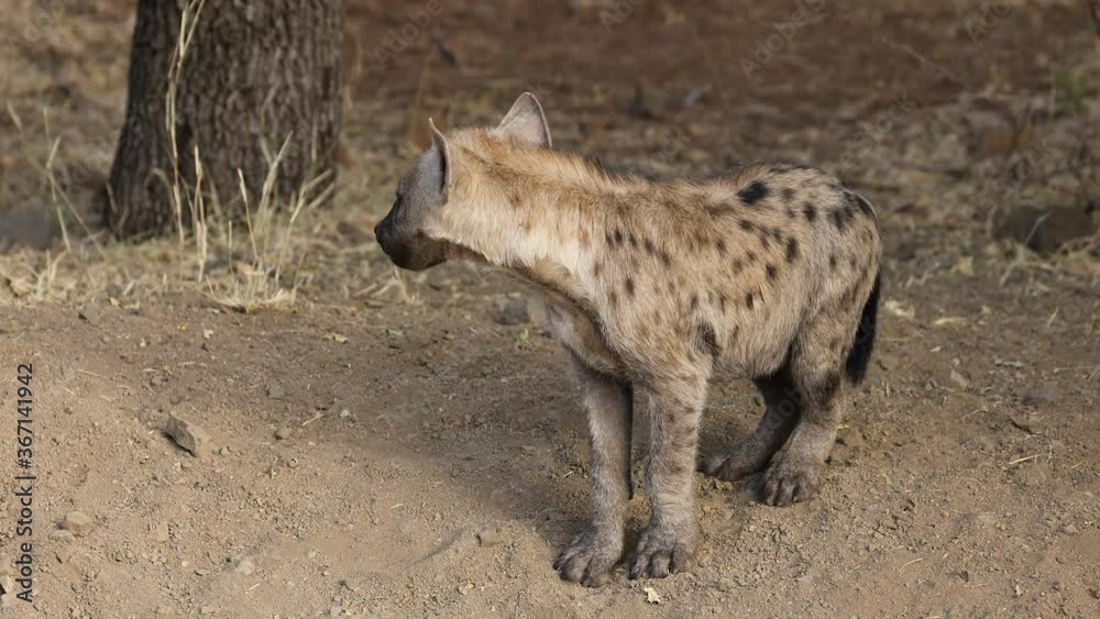 A young spotted hyena (Crocuta crocuta) at its den, Kruger National Park, South Africa A young spotted hyena (Crocuta crocuta) at its den, Kruger National Park, South Africa