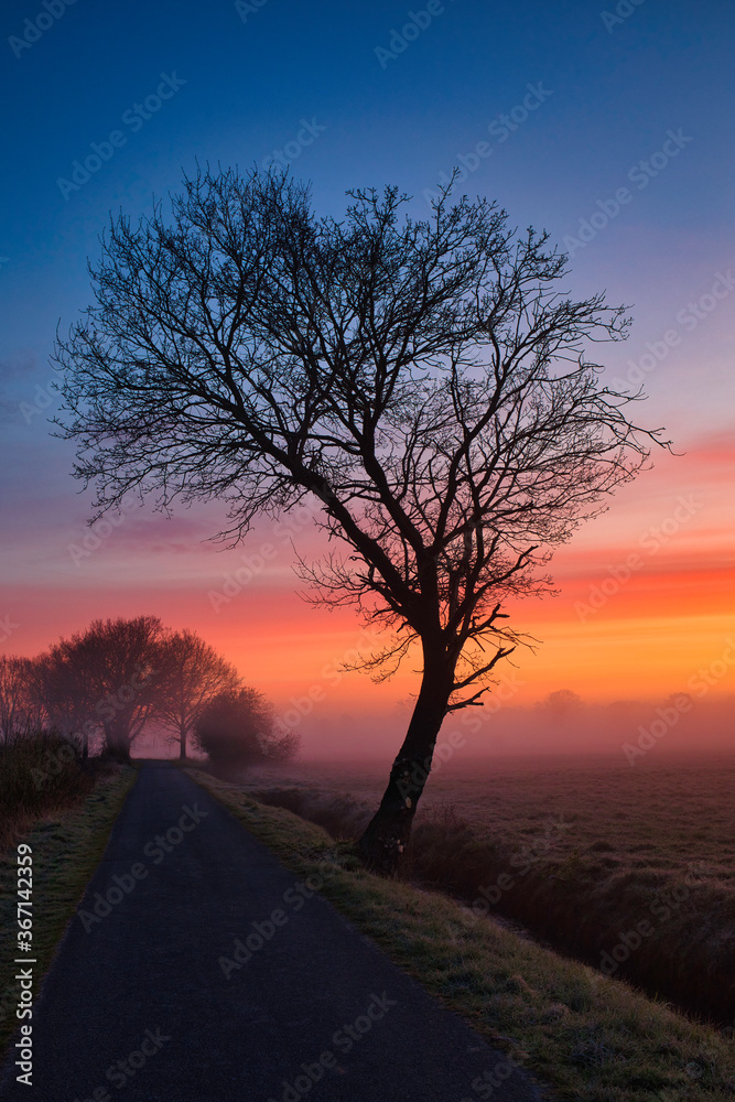 Fototapeta premium Hochformatiges Landschaftspanorama Natur mit einer Straße und einem Baum im Gegenlicht (Sillouette) - Blau Oranger Himmel
