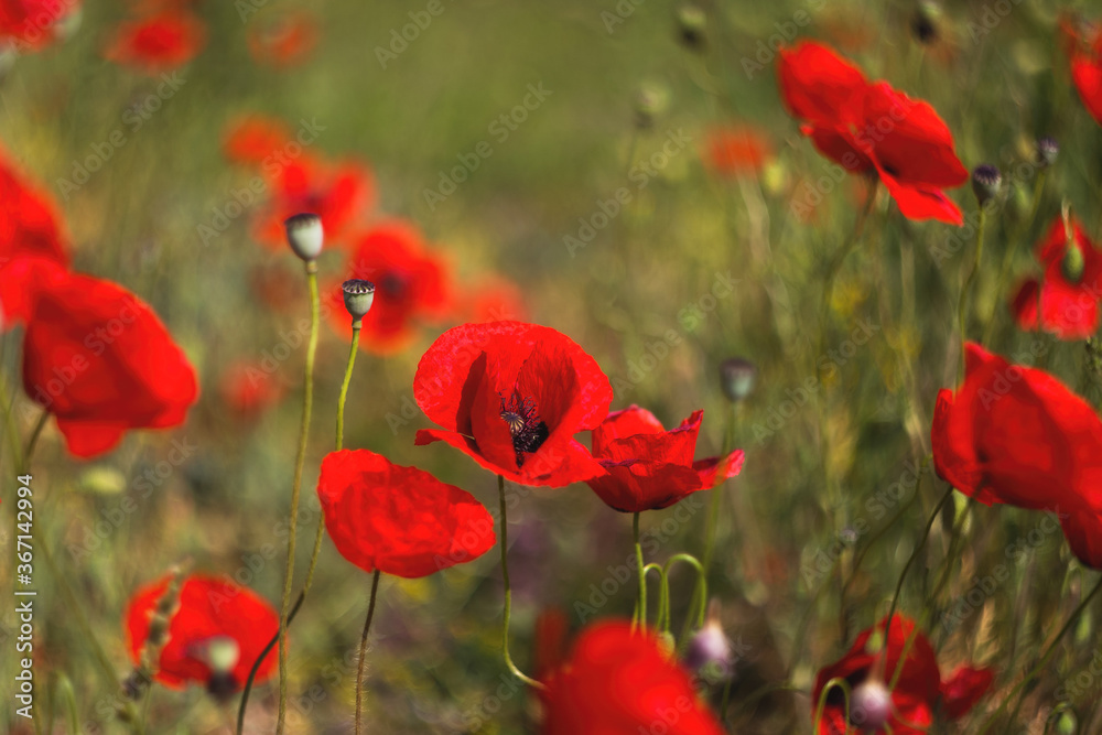 Fototapeta premium Red poppies, selective and soft focus. Poppies close-up on a blurry background with a copy of the space