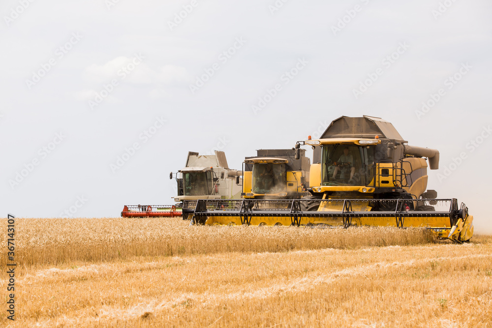 Fototapeta premium harvesting wheat at an agricultural enterprise