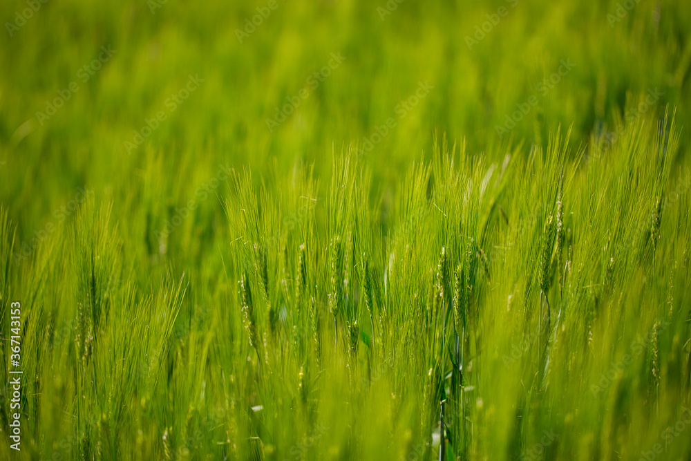 Grüne Weizenähren in der Landschaft - Makroaufnahme, Bokeh (Unscharf)