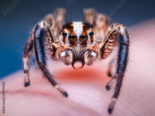 jumping spider 