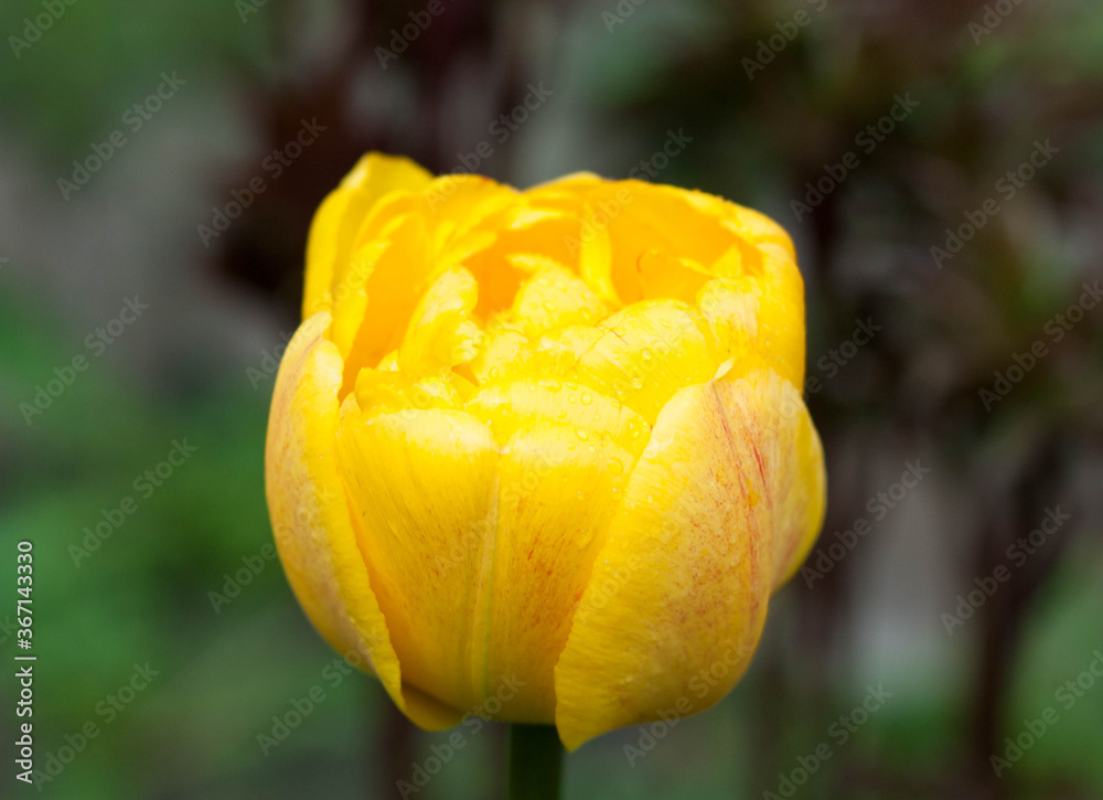 yellow and red spring tulips on a green background yellow and red spring tulips on a green background