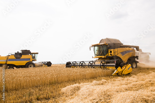 harvesting wheat at an agricultural enterprise