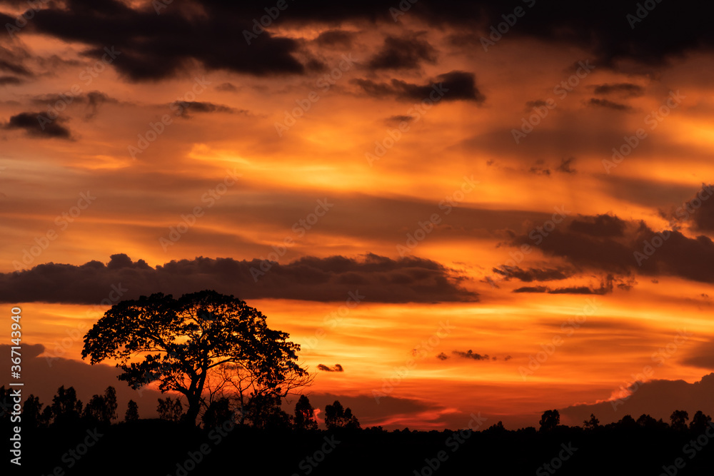 The shadow of the orange sky tree