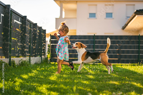 Wallpaper Mural Baby girl running with beagle dog in backyard in summer day. Domestic animal with children concept. Torontodigital.ca