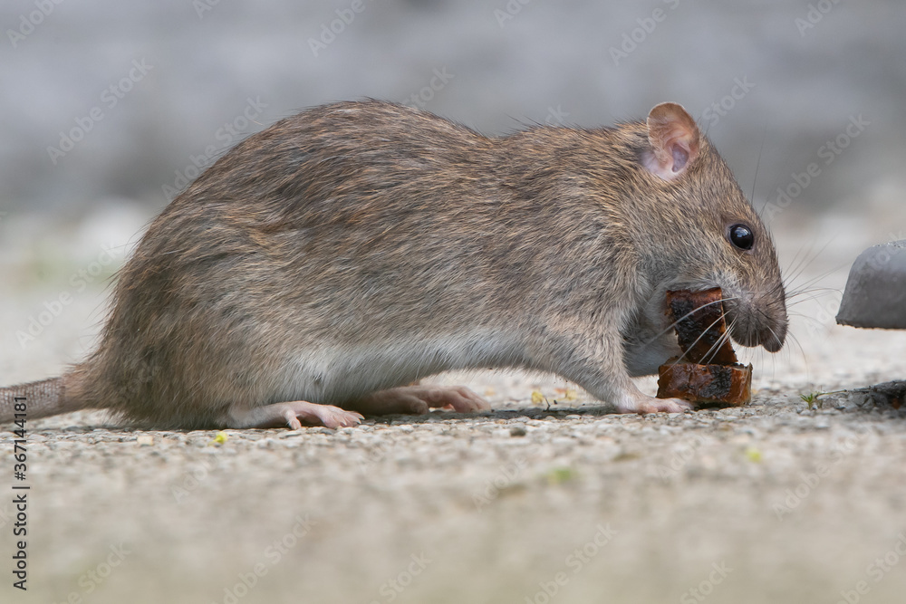 Wanderratte (Rattus norvegicus) holt sich ein Stück Bratwurst, Deutschland, Europa Wanderratte (Rattus norvegicus) holt sich ein Stück Bratwurst, Deutschland, Europa