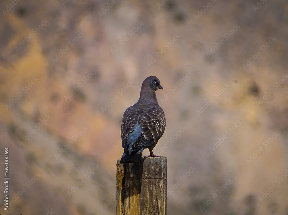 Obraz premium Paloma