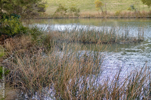 A view of the Lake Pillans Wetlands near Lithgow, Australia