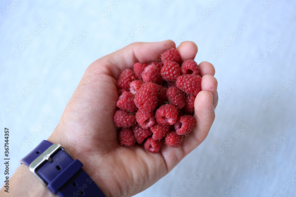 A handful of fresh ripe raspberries in a farmer's hand. A handful of fresh ripe raspberries in a farmer's hand.