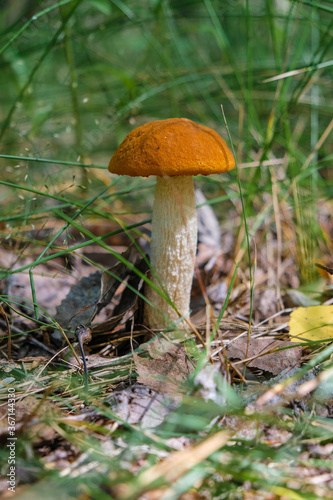 An edible mushroom with a red cap on a white stalk in the Ukrainian forest on a sunny day. Mushroom hobby concept. Quiet hunting. Copy space. Vertical image. 
