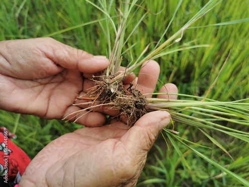 hand holding jungle rice or rice field weeds  photo