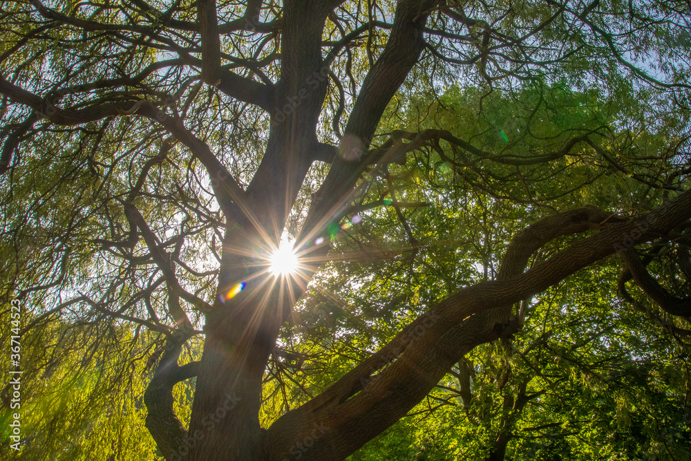 Obraz premium Sonnendurchflutete Weidenkrone