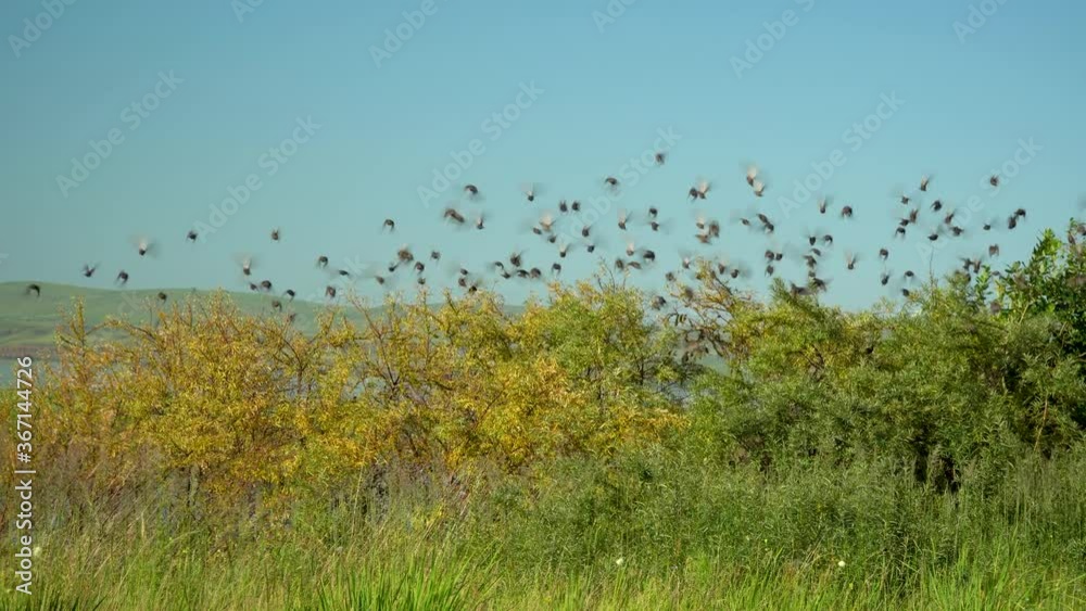large flock of birds abruptly flies away from the tree