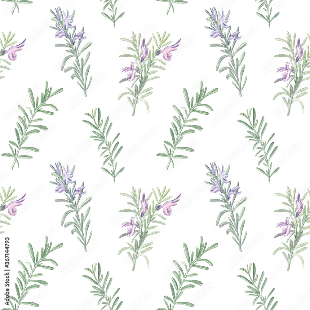 Seamless elegant pattern with branches of rosemary on a white isolated background. Fine and delicate watercolor illustration. Great for kitchen textile and wallpapers. 