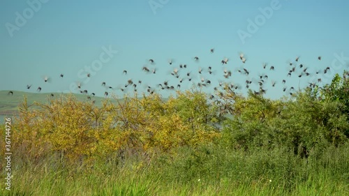 large flock of birds abruptly flies away from the tree