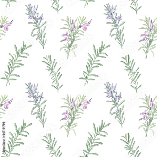 Seamless elegant pattern with branches of rosemary on a white isolated background. Fine and delicate watercolor illustration. Great for kitchen textile and wallpapers. 