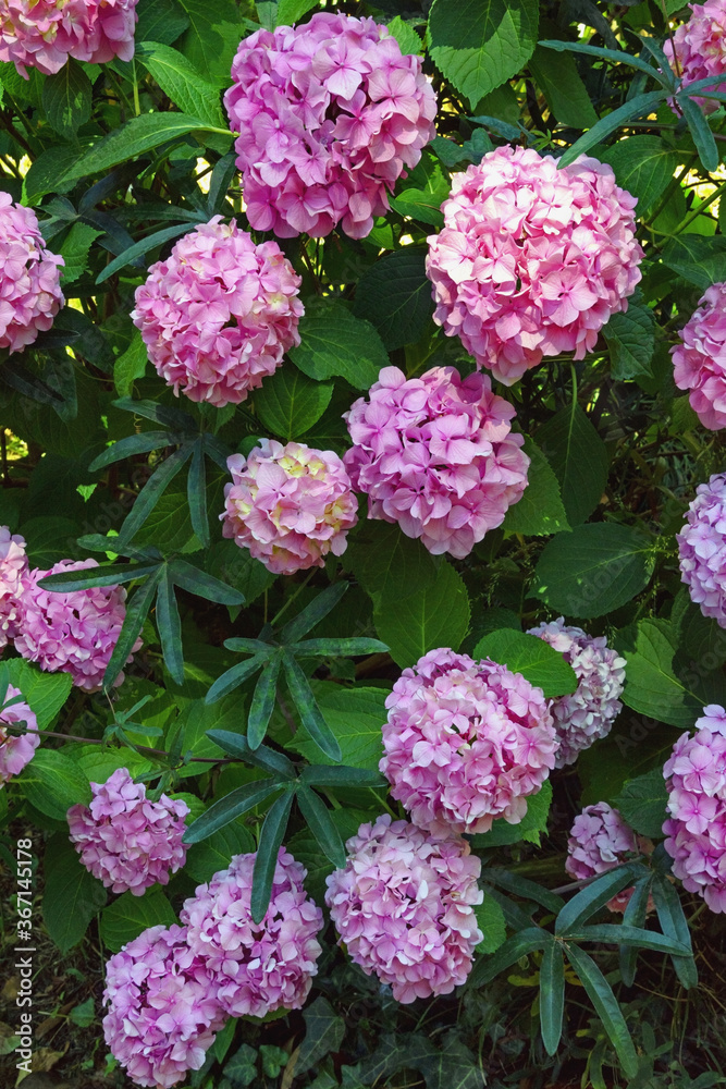 Pink flowers of hydrangea ( Hydrangea macrophylla ) in garden Pink flowers of hydrangea ( Hydrangea macrophylla ) in garden