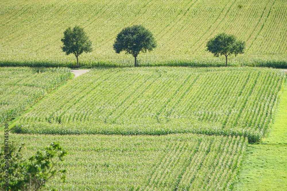 Drei Bäume im Feld