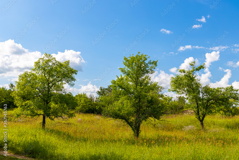 Unique trees found along a hiking trail beside the South Saskatchewan River near Saskatoon Saskatchewan, Canada