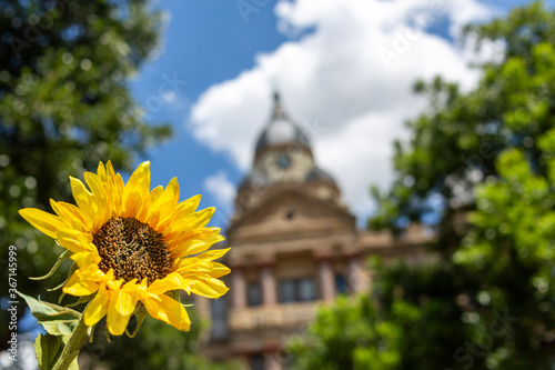 Denton Courthouse on a summer day with a sunflower 2020. photo