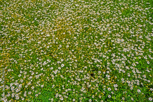 Field of camomile (Matricaria chamomilla) 