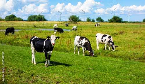 Landscape with cows and windmills near Bunschoten  Netherlands 