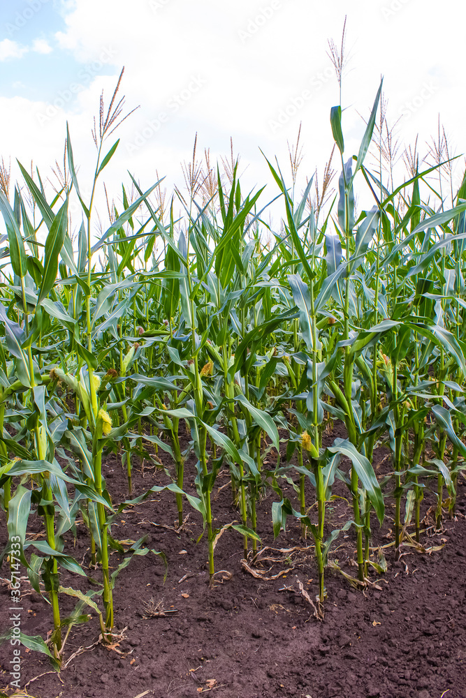 Obraz premium corn field, corn on the cob