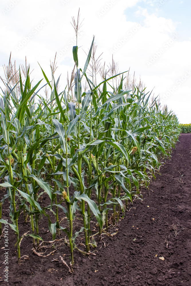 Fototapeta premium corn field, corn on the cob