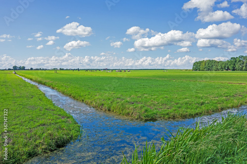 Landscape with meadows and ditch in the Netherlands 