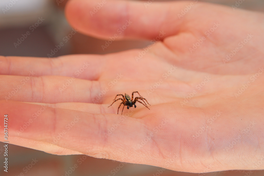 An active common house spider crawling on a persons hand An active common house spider crawling on a persons hand