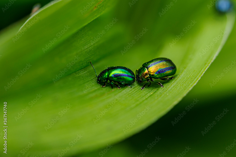Close-up view of two brightly coloured beetles. The two insects are moving on a large green leaf. Close-up view of two brightly coloured beetles. The two insects are moving on a large green leaf.