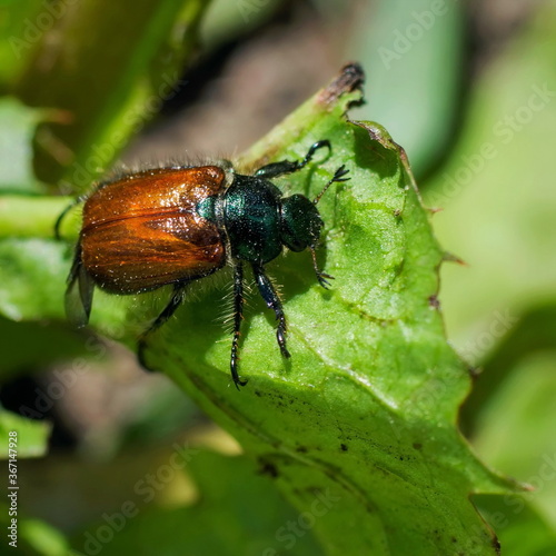 A shiny blue green brown beetle with antennae